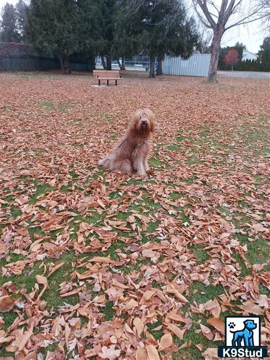 Whoodle female dog